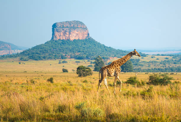 Giraffes and antelopes grazing in an African savannah sunset